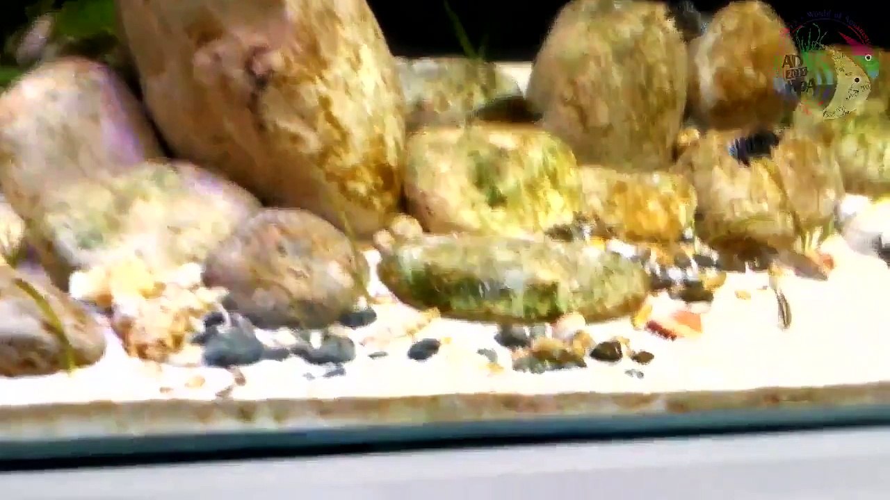 Tanganyika Balıklarında Flagyl İlacı Kullanımı