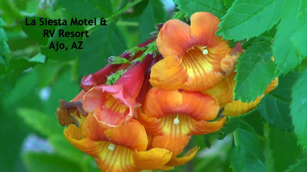 La Siesta Motel & RV Resort-HD