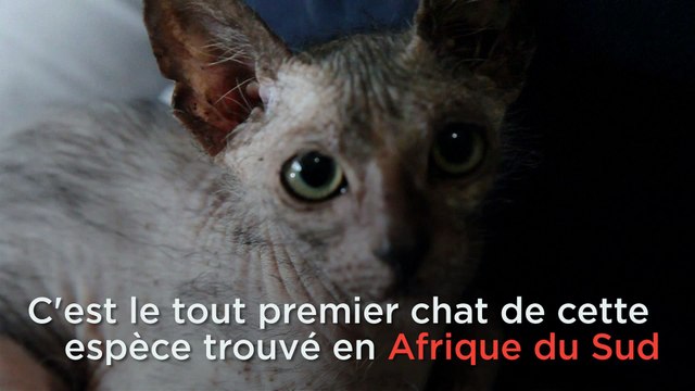 Le premier chat-garou trouvé en Afrique du Sud