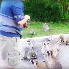 Raccoons LOVE Doritos
