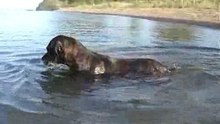 Underwater Dog - Cane subacqueo
