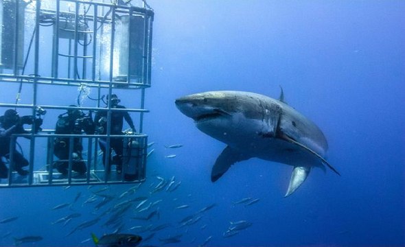 Mergulhadores filmam tubarão branco gigante de perto