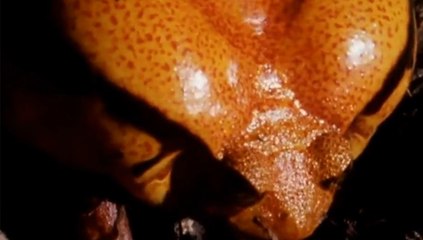 Av Saldırırsa - Domates Kurbağası ve Domuz Burunlu Yılan