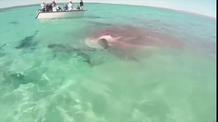 Un festín en el océano: 70 tiburones devoran ballena muerta
