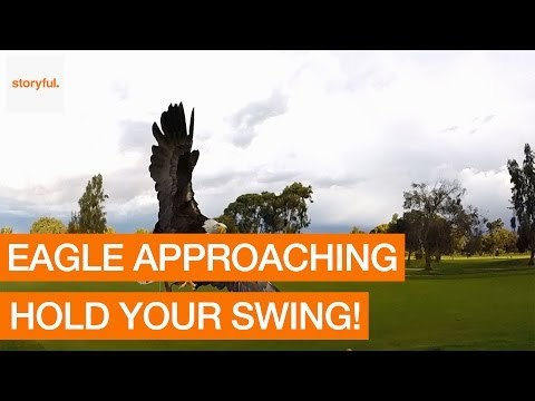 Slow Motion Footage of Bald Eagle Landing on Man's Arm