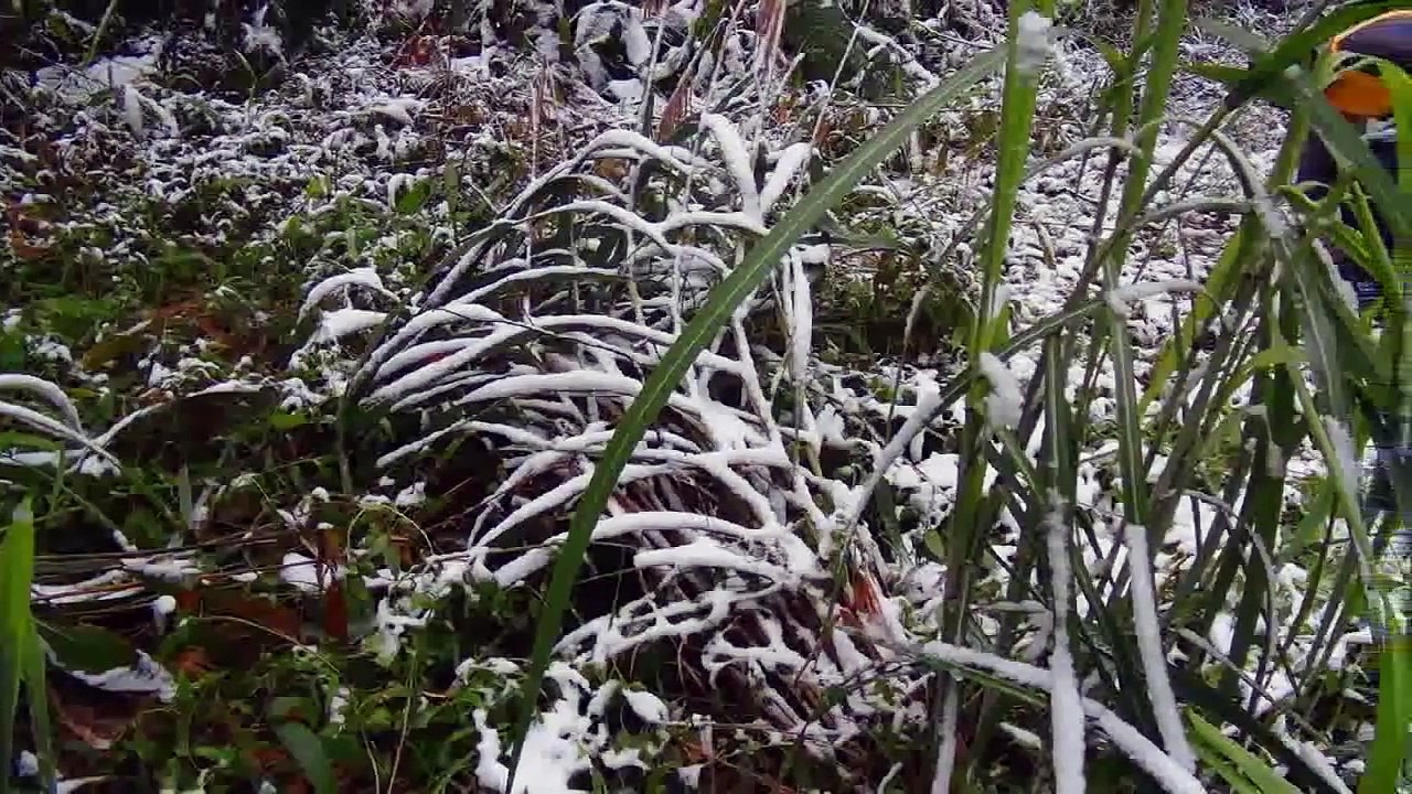 2016年1月24日臺灣低海拔山區下雪記。