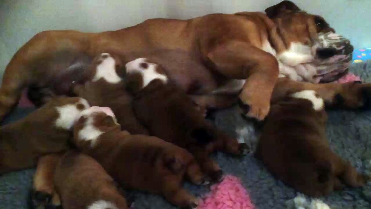 Tous ensemble avec Maman .les chiots ont 17 jours .