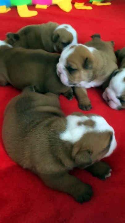 Les bébés ont 17 jours .......