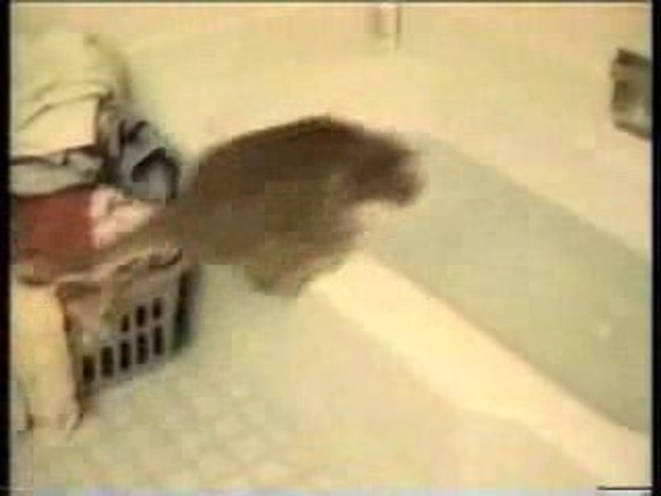 Funny_cats[1]