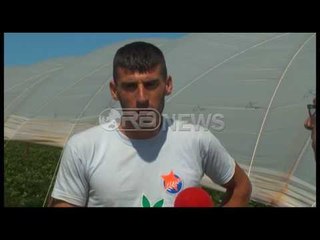 Fier, luleshtrydhja mbetet stok, shkak lajmi se janë me hormone- Ora News