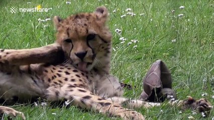 Cheetah keeps 'kicking' itself in the head