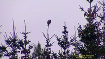 HÖKUGGLA  Northern Hawk Owl  (Surnia ulula)  Klipp - 911  (26)
