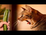 Cats scared of Cucumbers Compilation - Cats Vs Cucumbers - Funny Cats 2016