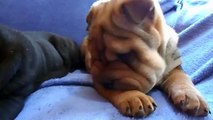 TOP 10 CUTEST SHAR PEI PUPPY CLIPS OF ALL TIME
