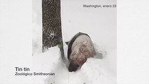Il panda Tian Tian gioca entusiasta con la neve