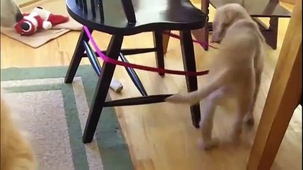 TOP 10 GOLDEN RETRIEVER PUPPY CLIPS PART 1