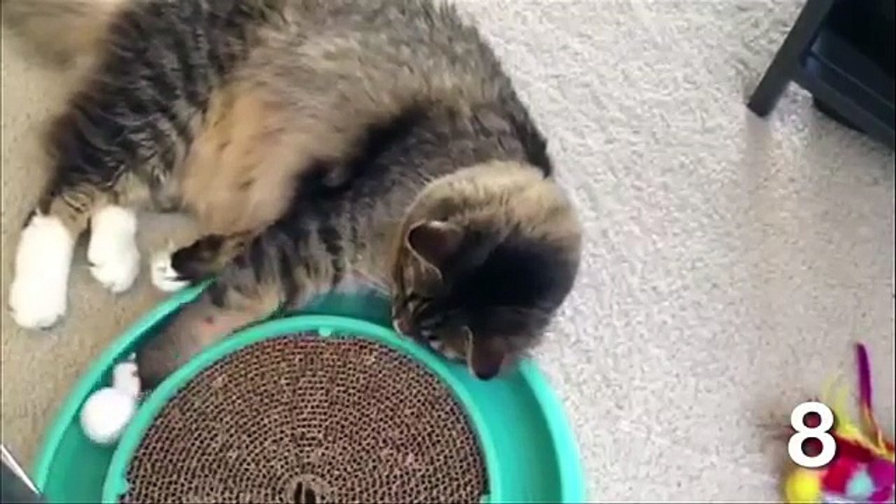 TOP 10 LAZIEST CATS OF ALL TIME
