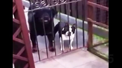 TOP 10 FUNNIEST DOGS WHO ACT LIKE HUMANS