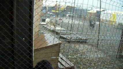 Ville shelter