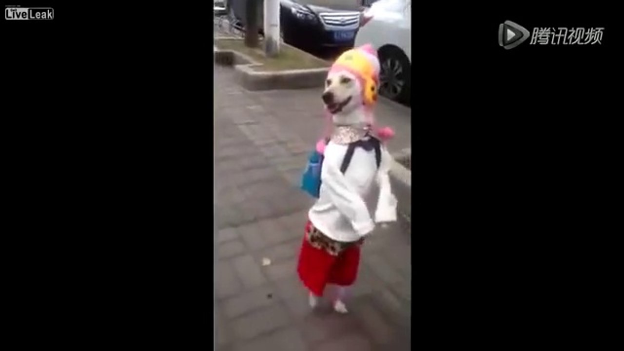 KENDİNİ KIZ ÇOÇUĞU SANAN SEVİMLİ KÖPEK