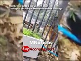 Imágenes fuertes: Hombre se lanzó a una jaula de leones en un zoológico de Chile