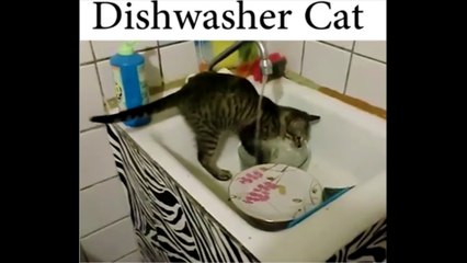 dish washer cat