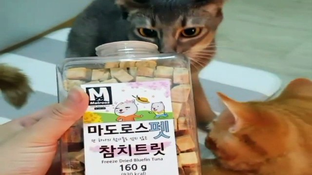 Волшебные кубики . Кошачья радость .