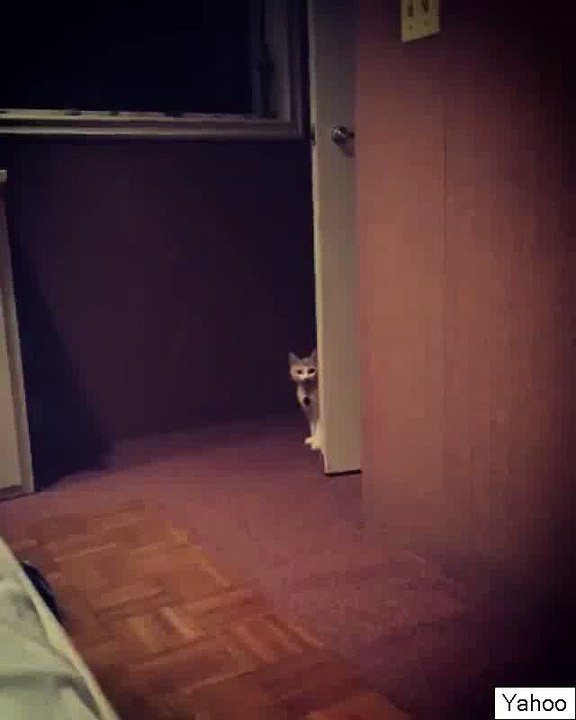 Paris Jackson Playing With Micheal Jacksons Cat