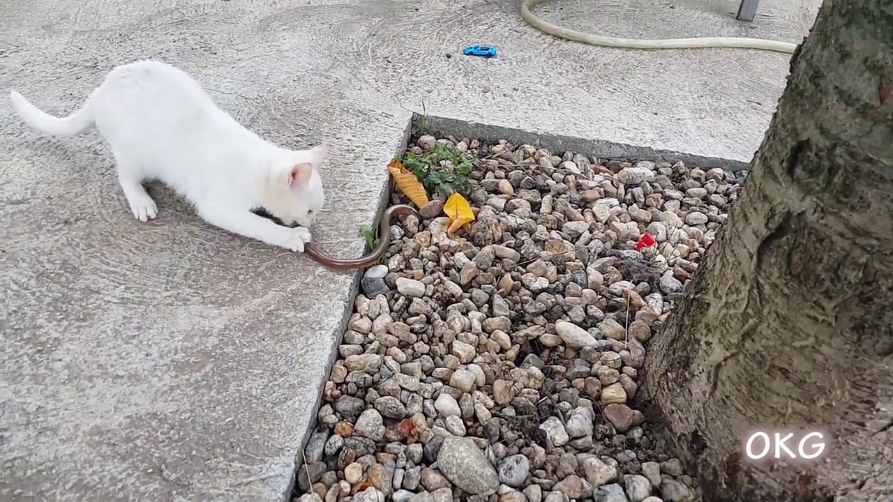 Lol The Warrior White Cats Catching Snake In Real Life Animals Video