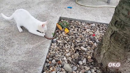 Lol The Warrior White Cats Catching Snake In Real Life Animals Video