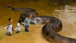 GIANT SNAKE FOUND ON EARTH - ANACONDA