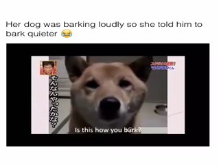 Her Dog was Barking Loudly !