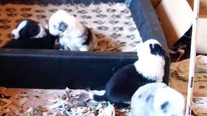 Mafalda's - Cachorros Agata & Sky 20 dias