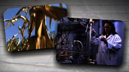 Les organismes génétiquement modifiés