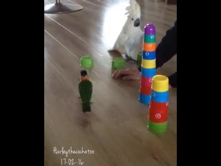 Cockatoo Doesn't Want to Share Game With Her Little Buddy