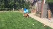 Dog Freaks Out at Balloons and Tries to Run Away From Them