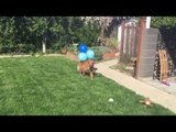Dog Freaks Out at Balloons and Tries to Run Away From Them