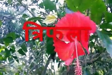 मर्दाना ताकत व् धात के पक्के रामबाण नुस्खे Mardana Takat v Dhaat ka Pakka Rambaan Totke ya Nuskhe