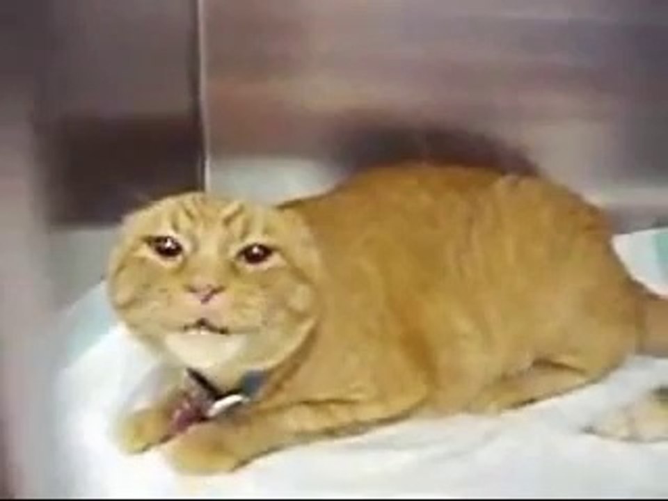 chat très en colère