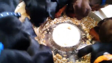 Pinwheel of Puppies Enjoying Dinner[1]