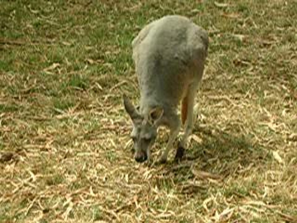 Maman kangourou et son bébé