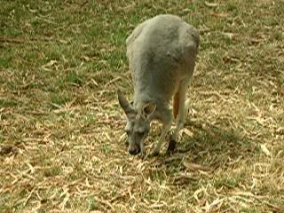 Maman kangourou et son bébé