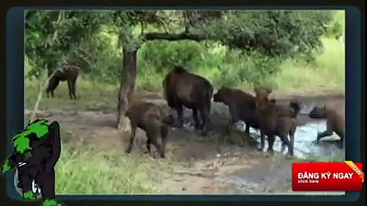 Phim thế giới động vật - Vua sư tử và gorrila tuyệt kĩ trên đấu trường thú - Lion vs gorilla
