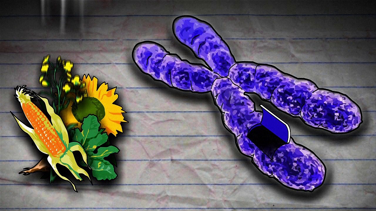 Os Organismos Geneticamente Modificados