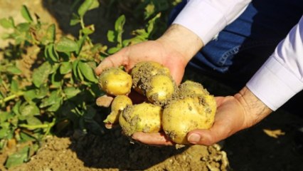 Çukurovalı Çiftçiler Patatesi Tarlada Bekletiyor