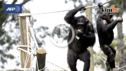Zoo Guatemala terima enam chimpanzee