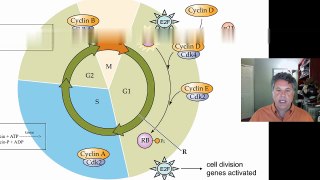8.2.4 - The Cell Cycle and Cancer: Tumor Suppressor Genes