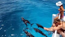 Dolphin Tales 5/13 - Wild Dolphin Swim