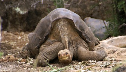 Top 10 New Species Discovered In 2016