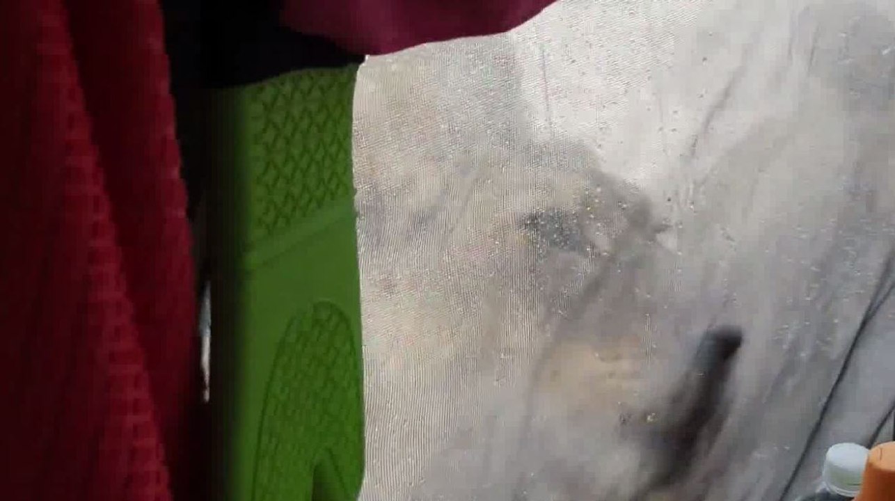 Afrique du Sud: une visite pour le moins inattendue de deux lionnes